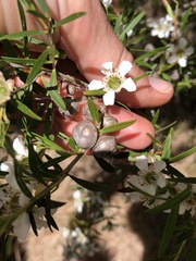 Leptospermum polygalifolium