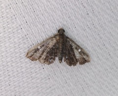 Drosophantis caeruleata