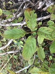 Lonicera alpigena