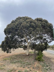 Eucalyptus leucoxylon megalocarpa
