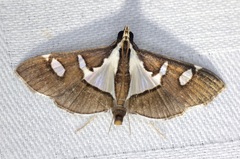 Glyphodes bicolor