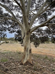Eucalyptus leucoxylon megalocarpa