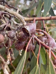 Eucalyptus leucoxylon megalocarpa