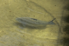 Prochilodus lineatus
