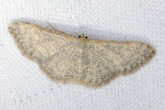 Idaea costiguttata