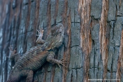 Sceloporus