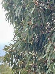 Eucalyptus leucoxylon megalocarpa