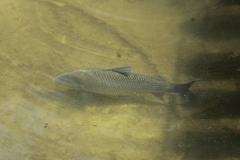 Prochilodus lineatus