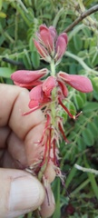 Indigofera velutina