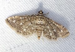 Metoeca nymphulalis