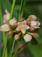 Leichhardtia fraseri