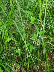 Leichhardtia fraseri