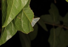 Pelagodes antiquadraria