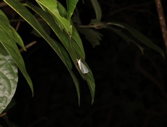 Pelagodes antiquadraria