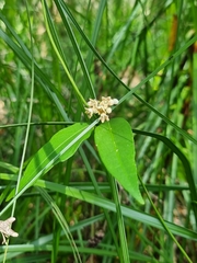 Leichhardtia fraseri
