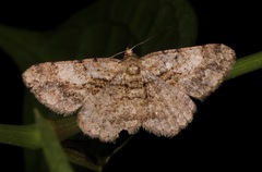 Psilalcis galsworthyi