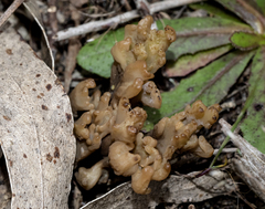 Clavulina vinaceocervina