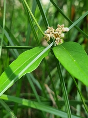 Leichhardtia fraseri
