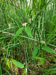 Leichhardtia fraseri
