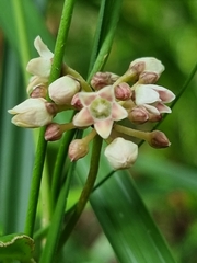 Leichhardtia fraseri