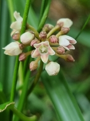 Leichhardtia fraseri