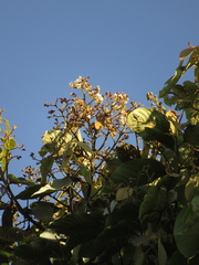 Nectandra acutifolia