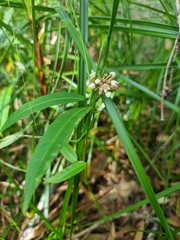 Leichhardtia fraseri