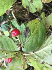 Lonicera alpigena
