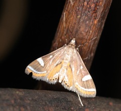 Strepsinoma croesusalis