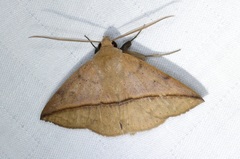 Ugia purpurea