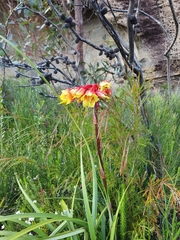 Blandfordia cunninghamii