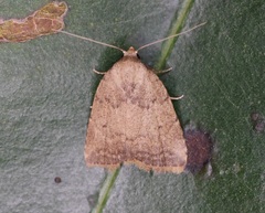 Anachrostis