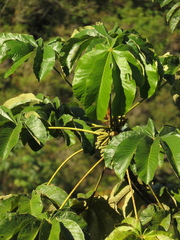 Stilpnia heinei