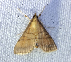 Cnaphalocrocis medinalis