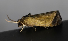 Cryptophlebia repletana