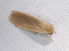 Danielithosia immaculata