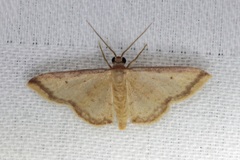 Idaea impexa