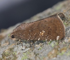 Amyna axis