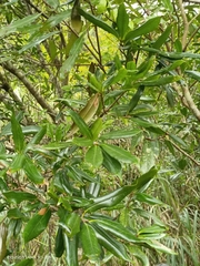 Quercus sessilifolia
