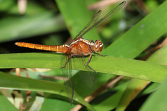 Rhodothemis lieftincki