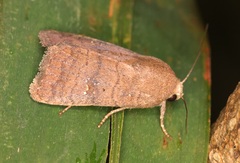 Athetis stellata
