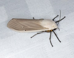 Creatonotos transiens vacillans