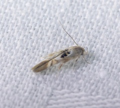 Hieromantis arcuata