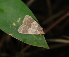 Hydrillodes lentalis