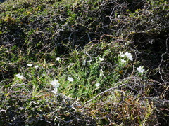 Linum monogynum monogynum