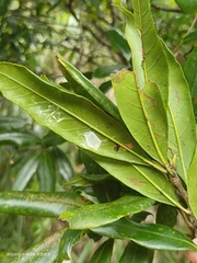 Quercus sessilifolia