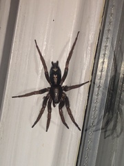 Herpyllus ecclesiasticus