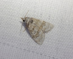 Nola bifascialis