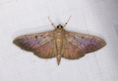 Omiodes pernitescens