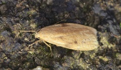 Paralithosia shaowuica